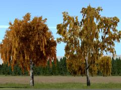 Herbstbirken (V13NRE10227 ) Herbstbirken (V13NRE10227 )