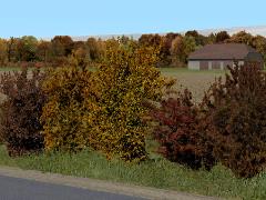Herbstbüsche (V13NRE10228 ) Herbstbüsche (V13NRE10228 )