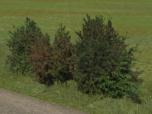 Sommerbüsche Set 2