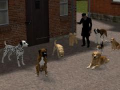 Hunde Set 2 - Gemischt (V10NJR10007 ) Hunde Set 2 - Gemischt (V10NJR10007 )