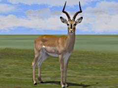 Savannentiere - Set 1 (V14NKK10164 ) Savannentiere - Set 1 (V14NKK10164 )