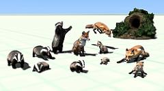 Wo sich Fuchs und Dachs Gute Nacht sagen (V15NMJ20003 ) Wo sich Fuchs und Dachs Gute Nacht sagen (V15NMJ20003 )